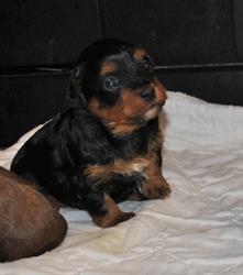 Joyaseda Reg'd Havanese