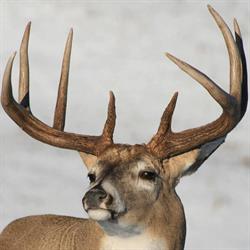 Shaw Taxidermy