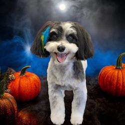 Little Stars Pet Parlour