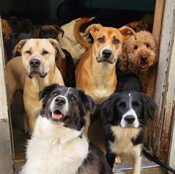 Wag-A-Tail Doggie Daycare