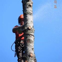 Island Tree Service
