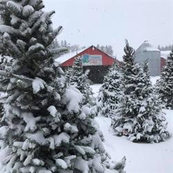 Drummond's Christmas Tree Farm
