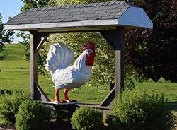 Les Poulets de grain du Kamouraska