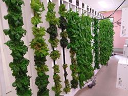 Enogrow inc Vertical Indoor Hydroponic farm