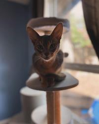 The Scratching Post Cat Hotel