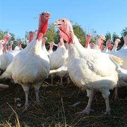 K & M Farms