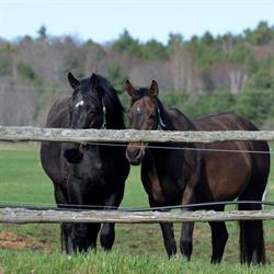 W-Ranch Equine Centre