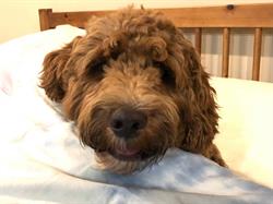 Dog Town Grooming