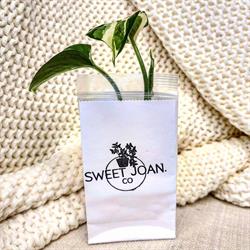 Sweet Joan. Co