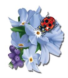 Ladybug Wellness
