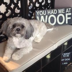 Puppy Kutz Dog Grooming