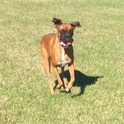 Dogs on the Run Daycare and Boarding