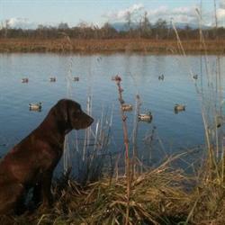 Belmont Properties Gundogs & Game Birds
