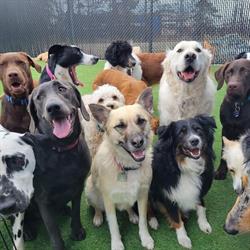 HappyTails Pet Resort & Spa
