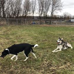 Parc canin Ville de Mercier