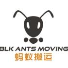 BLK Ants Moving
