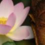 Create a peaceful, balanced life Create a peaceful, balanced life
