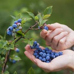 La Grande Bleue