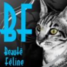 Chatterie Beauté Féline, Éleveur de Savannah, Caracat et Chausie