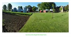 Bogle Seeds