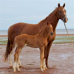 Capall Warmbloods