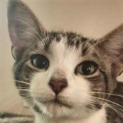 Kitchener Stray Cat Rescue