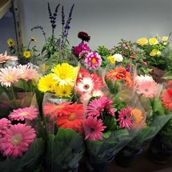 Krishi Indoor Farm Ltd