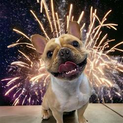 Jazzy Pet Grooming Studio Kingston
