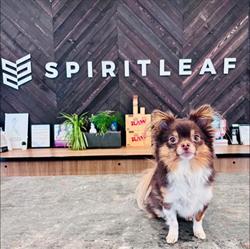 Spiritleaf