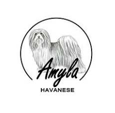 Amyla Havanese