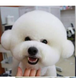 K 9TO5 Dog Daycare & Grooming