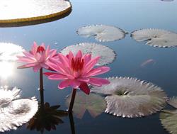 Water Lily Day Spa and Nails