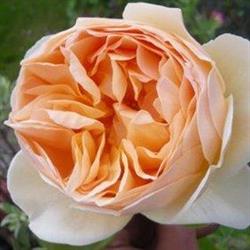 Brentwood Bay Nurseries Ltd