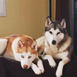 Deerbrook Pet B&B