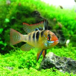 Inspired by Nature Aquascapes
