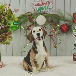 Chinook Winds Canine Resort