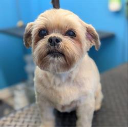 Homestyle Pet Grooming
