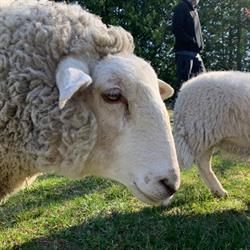 Lily’s Place Animal Sanctuary