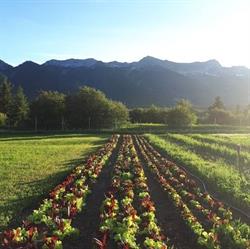 Castle Mountain Farm