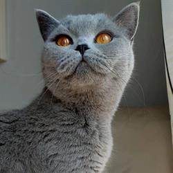 A Royal Britty cattery