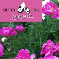 Dutch Girl Peonies