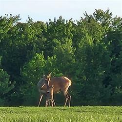 Les Cerfs Jasmyr Inc.