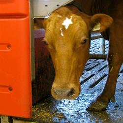 Ferme Ruisseau Clair inc.