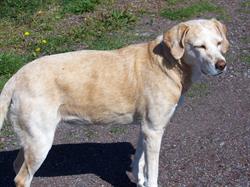 D&L Country Kennels