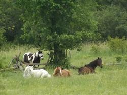 Rocky Creek Farm