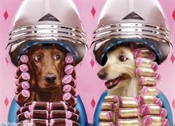 The Purdy Pooch Pet Spa