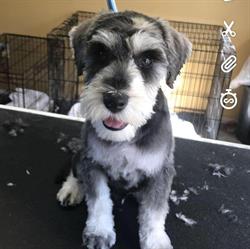Glenwood Pet Spa
