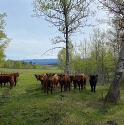 Sunnyside Ranch
