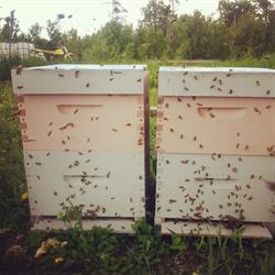 Sweetwater Apiaries