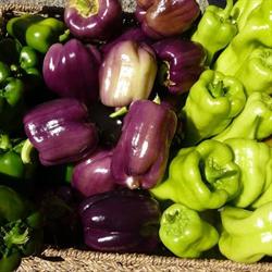 Code's Corner Organic Farm